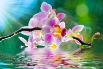 orchid flower