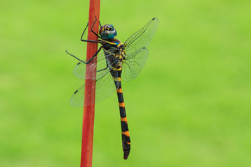 Close up of a dragonfly