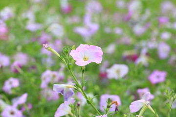 Obraz premium Beautiful Pink Flowers in the Garden.