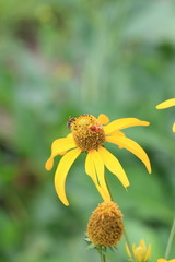 Yellow Flowers on Green Field.
