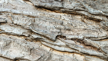 aged tree bark texture background