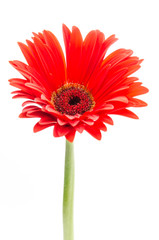 Gerbera