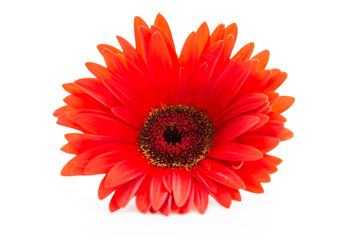 Gerbera