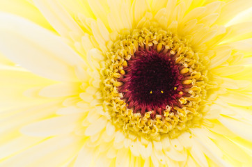 Fototapeta premium Gerbera