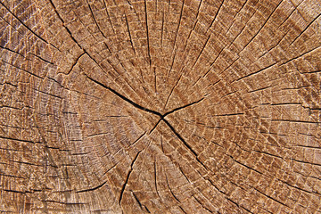 Fototapeta premium Kikut