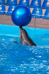 Dolphin in a dolphinarium pool with the big blue ball