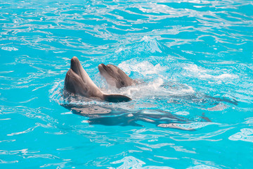 Obraz premium dolphins couple swimming in blue pool water