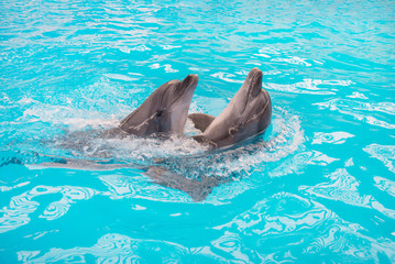 Naklejka premium dolphins couple swimming in blue pool water