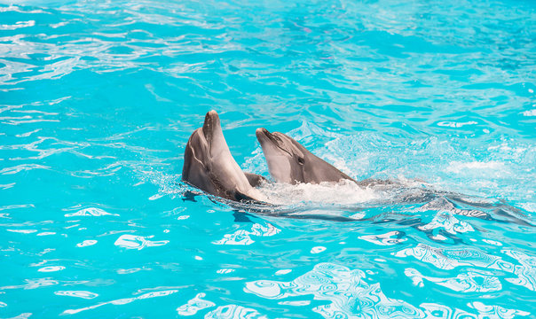 dolphins couple swimming in blue pool water
