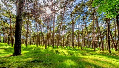 FORET MAGIQUE