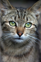 Obraz premium small cat