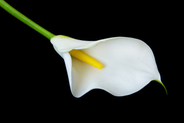 Alone white Calla lily flower on a black background