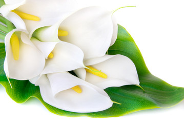 white Calla lilies on a white background