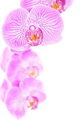 rosy beautiful orchid spray isolated on white background