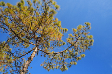 Fototapeta premium blue sky tree