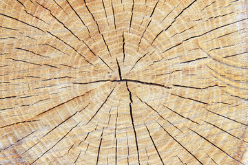 Fototapeta premium Stump