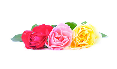 three beautiful pink roses with water drops isolated on white