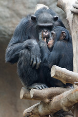 Westafrikanischer Schimpanse, Pan troglodytes verus, Schimpanse