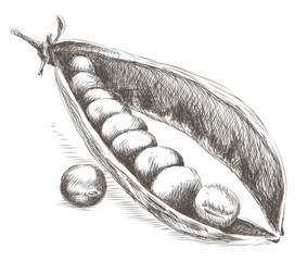 Sketch of Peas in the Pod - 66225449