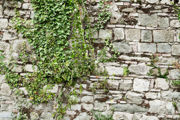 Old stone wall with green ivy and copy space