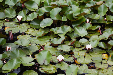 blooming water lilies in the pond