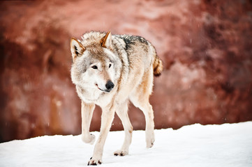 Wild wolf on the snow