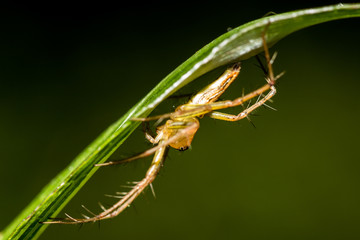 The little spider