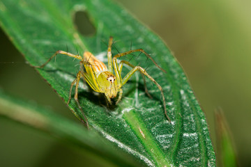 The little spider
