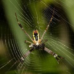 The little spider
