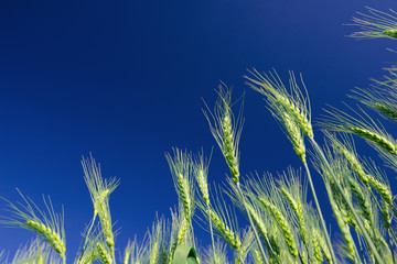 Wheat ears against a blue sky
