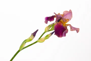 Papier Peint photo autocollant Iris fleur d& 39 iris et gouttes d& 39 eau