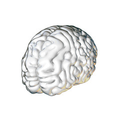 White  brain