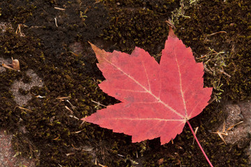Red Maple Leaf