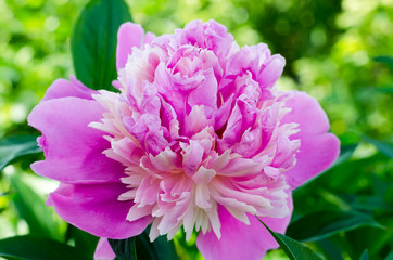 peony in a garden close up