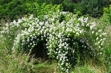 Fototapeta na wymiar blossoming bush of a dogrose