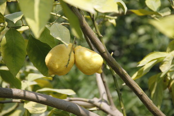 limon