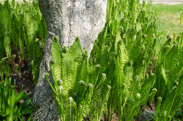 many green ferns grow to a thick tree trunk