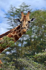 Giraffe