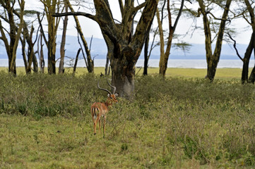 Afrikanskfy Gazelle Impala