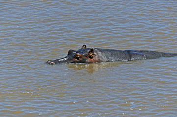 Fototapeta premium African hippo