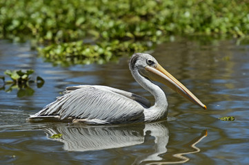Pelican