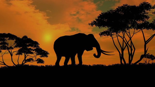 elephant sillouette on sunset background