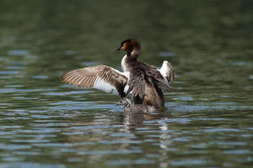 Great Crested Grebe, Podiceps cristatus
