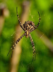 Spider argiope argentata on its cobweb