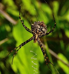 Large spider argiope argentata on its cobweb