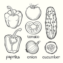 Paprika, tomato, onion, cucumber. Vector illustration on white b
