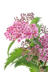 Spiraea flower isolated on white background