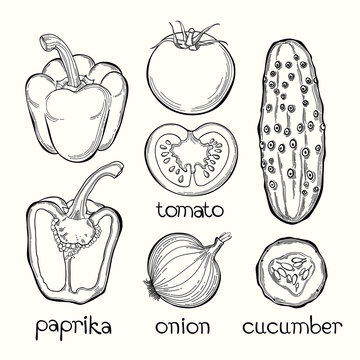 Paprika, Tomato, Onion, Cucumber. Vector Illustration On White B