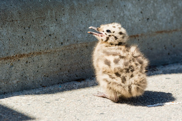 Common gull chick © imfotograf