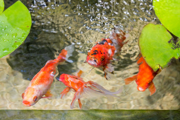 Goldfish In Natural Pond Close Up